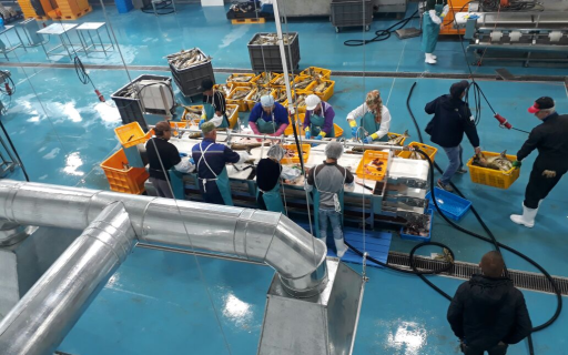 Перерабатывающие цеха компании "СТК"